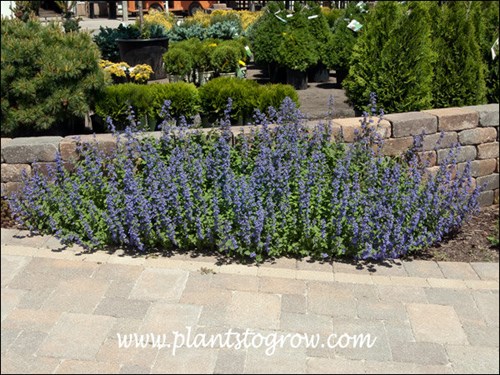 This plant was growing in full sun. The stone wall behind the plants and the paver walk in front made the area very hot.  Notice how the plants grew onto the paver walk.  This is OK since it helps soften the edge of the walk.  (May 21)